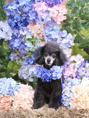 20250606ラムくん